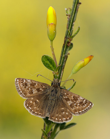 Dingy Skipper Erynnis tages