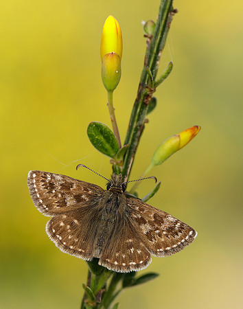 Dingy Skipper Erynnis tages