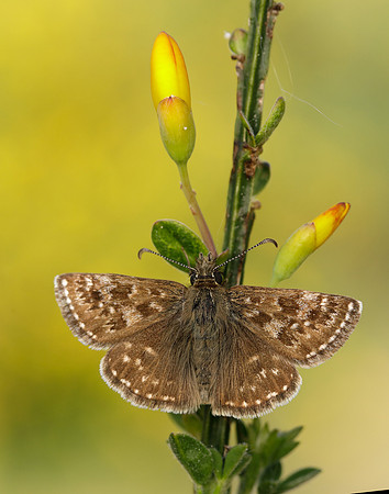 Dingy Skipper Erynnis tages