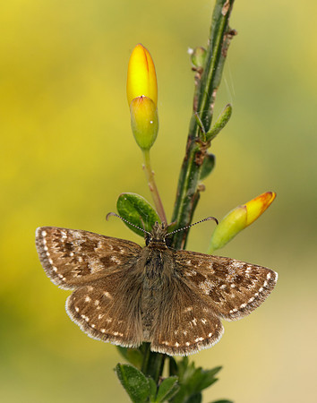 Dingy Skipper Erynnis tages