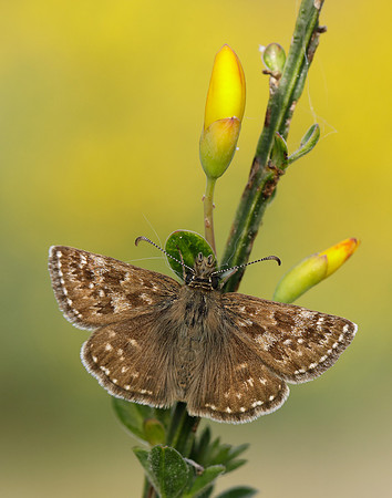 Dingy Skipper Erynnis tages