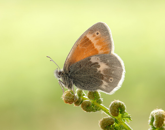 Large Heath scotica Coenonympha tullia scotica