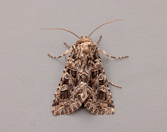 73.286 BF2167 Tawny Shears Hadena perplexa