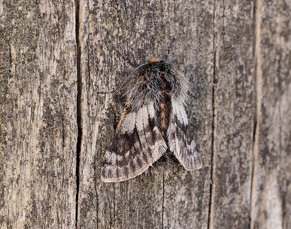 70.249 BF1929 Rannoch Brindled Beauty Lycia lapponaria