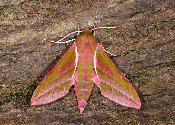 69.016 BF1991 Elephant Hawk-moth Deilephila elpenor