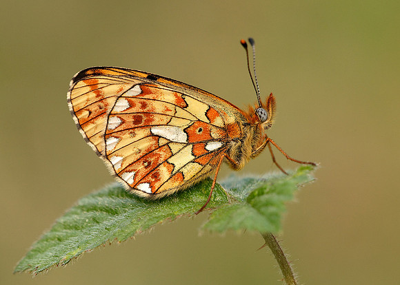 Pearl-Bordered Fritillary Boloria euphrosyne
