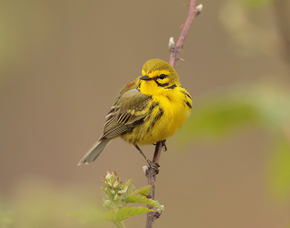 Prairie Warbler Setophaga discolor