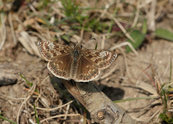 Dingy Skipper Erynnis tages