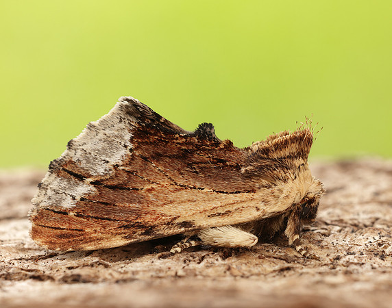 71.022 BF2009 Maple Prominent Ptilodon cucullina
