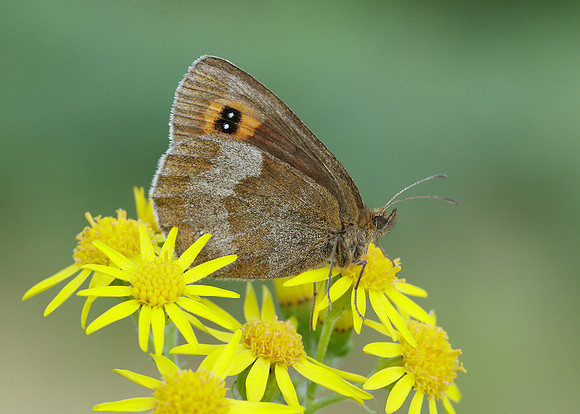 Scotch Argus Erebia aethiops