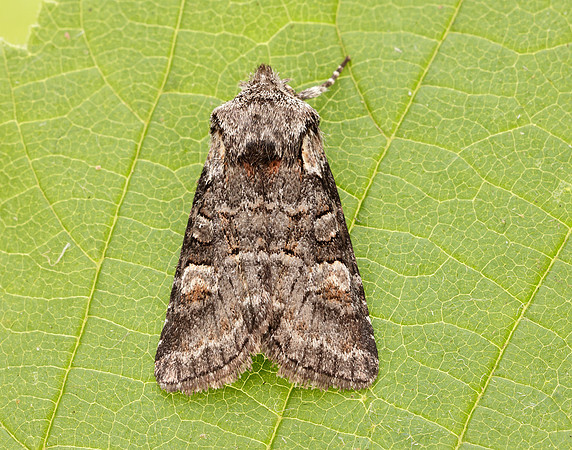 73.220 BF2225 Minor Shoulder-knot Brachylomia viminalis