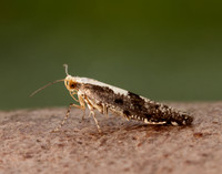 20.019 BF418 Apple Fruit Moth Argyresthia conjugella