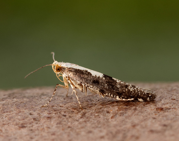 20.019 BF418 Apple Fruit Moth Argyresthia conjugella