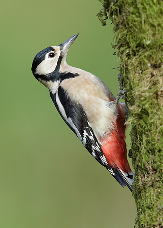Great Spotted Woodpecker Dendrocopus major