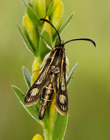 52.016 BF383 Thrift Clearwing Pyropteron muscaeformis