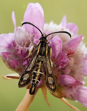 52.016 BF383 Thrift Clearwing Pyropteron muscaeformis