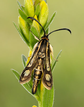 52.016 BF383 Thrift Clearwing Pyropteron muscaeformis