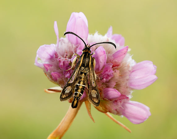 52.016 BF383 Thrift Clearwing Pyropteron muscaeformis