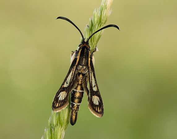 52.016 BF383 Thrift Clearwing Pyropteron muscaeformis