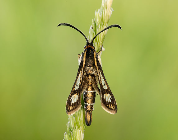 52.016 BF383 Thrift Clearwing Pyropteron muscaeformis
