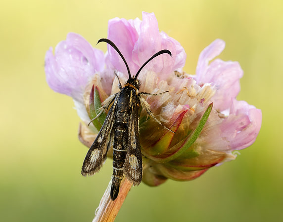 52.016 BF383 Thrift Clearwing Pyropteron muscaeformis
