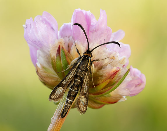 52.016 BF383 Thrift Clearwing Pyropteron muscaeformis