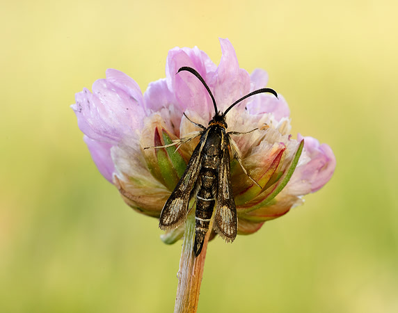 52.016 BF383 Thrift Clearwing Pyropteron muscaeformis