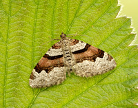 70.053 BF1722 Flame Carpet Xanthorhoe designata