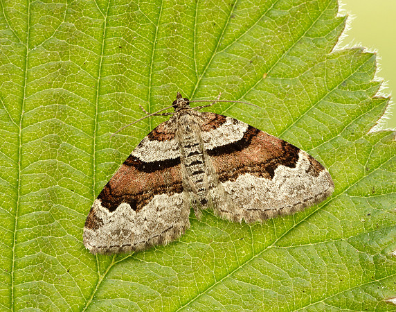70.053 BF1722 Flame Carpet Xanthorhoe designata