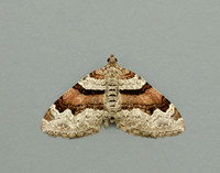 70.053 BF1722 Flame Carpet Xanthorhoe designata