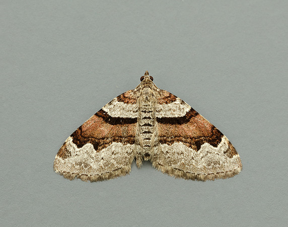 70.053 BF1722 Flame Carpet Xanthorhoe designata