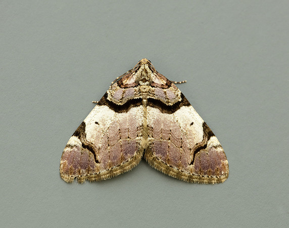 70.067 BF1747  Streamer Anticlea derivata