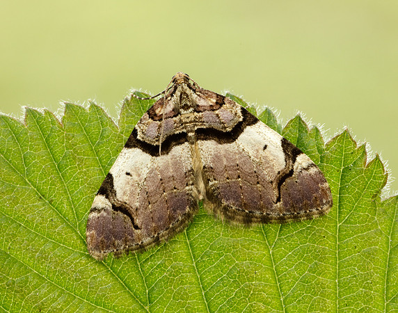 70.067 BF1747  Streamer Anticlea derivata
