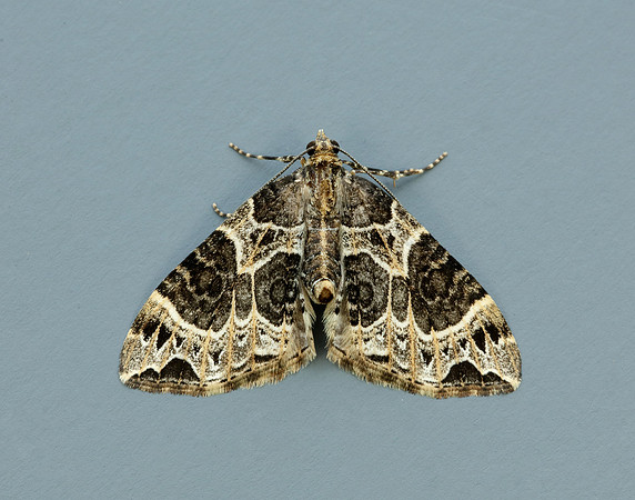 70.094 BF1759 Small Phoenix Ecliptopera silaceata
