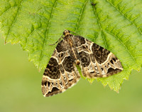 70.094 BF1759 Small Phoenix Ecliptopera silaceata