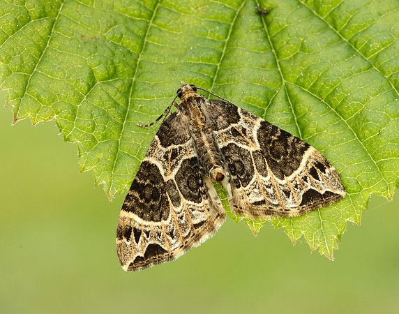 70.094 BF1759 Small Phoenix Ecliptopera silaceata