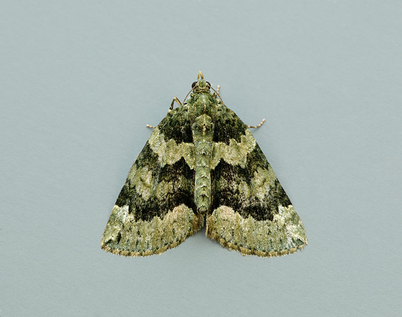 70.095 BF1760 Red-green Carpet Chloroclysta siterata