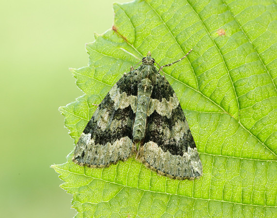 70.095 BF1760 Red-green Carpet Chloroclysta siterata