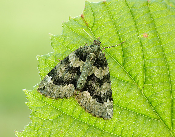 70.095 BF1760 Red-green Carpet Chloroclysta siterata