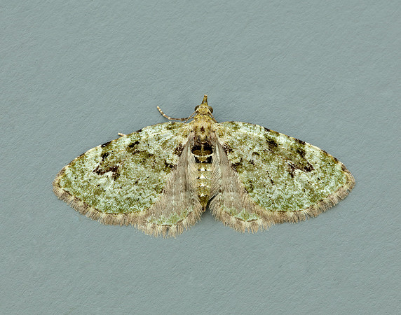 70.142 BF1858  V-Pug Chloroclystis v-ata