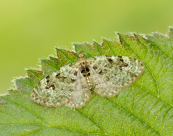 70.142 BF1858  V-Pug Chloroclystis v-ata