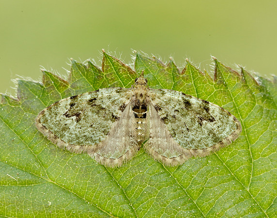 70.142 BF1858  V-Pug Chloroclystis v-ata