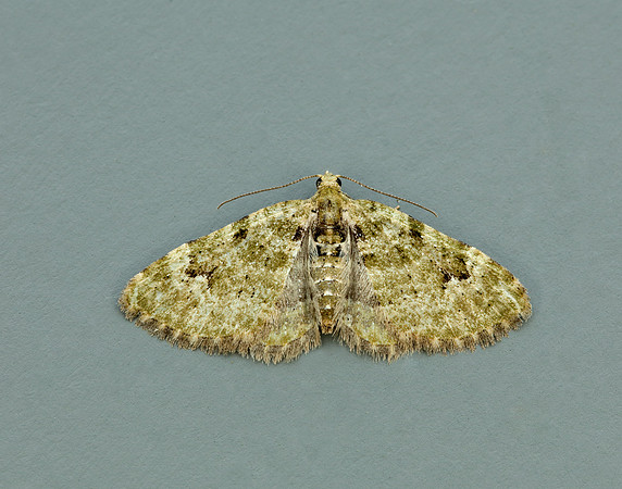 70.142 BF1858  V-Pug Chloroclystis v-ata
