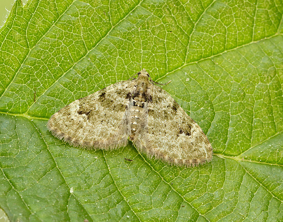 70.142 BF1858  V-Pug Chloroclystis v-ata