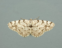 70.274 BF1951 Grey Birch Aethalura punctulata