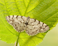 70.274 BF1951 Grey Birch Aethalura punctulata