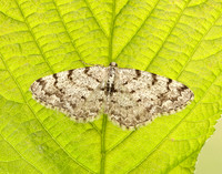70.274 BF1951 Grey Birch Aethalura punctulata