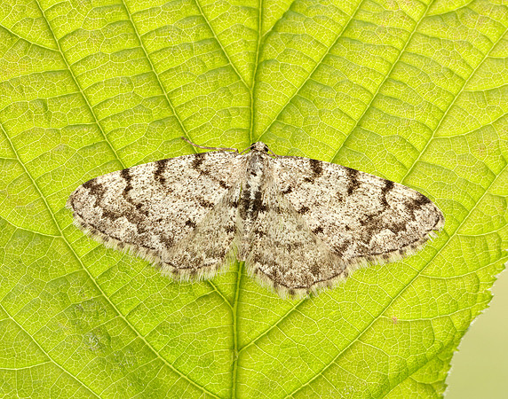 70.274 BF1951 Grey Birch Aethalura punctulata