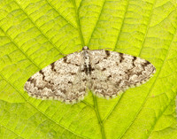 70.274 BF1951 Grey Birch Aethalura punctulata