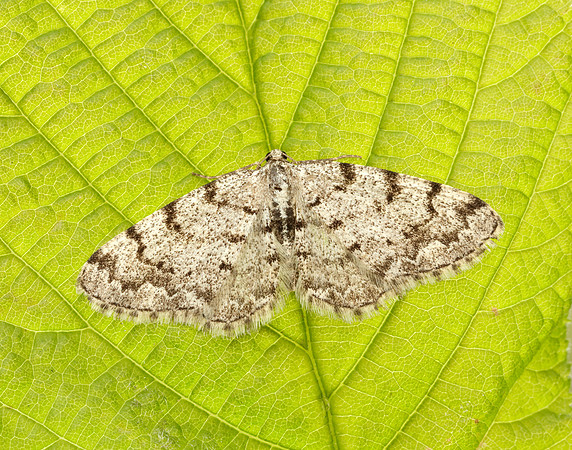 70.274 BF1951 Grey Birch Aethalura punctulata